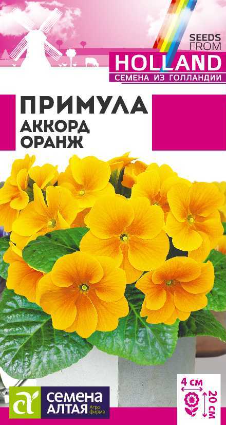 Примула Аккорд Оранж/Сем Алт/цп 5 шт двулетник Голландия НОВИНКА