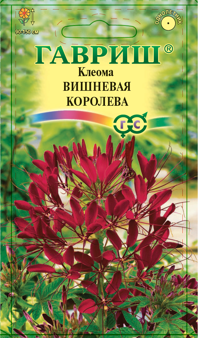 Клеома Вишневая королева /Гавриш/