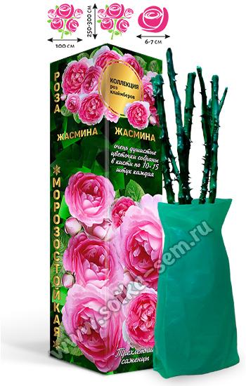 Роза Жасмина /Клаймбер/
