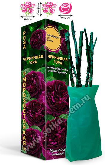 Роза Черничная Гора  /Шраб/