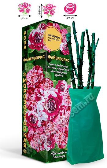 Роза Файерворкс /Миниатюрная/