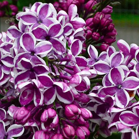 Сирень Сенсация (туба Р9) 1шт (Колорлайн)