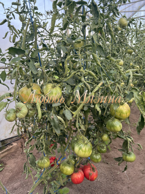 Томат Минусинский яблочный (5шт) Мязина