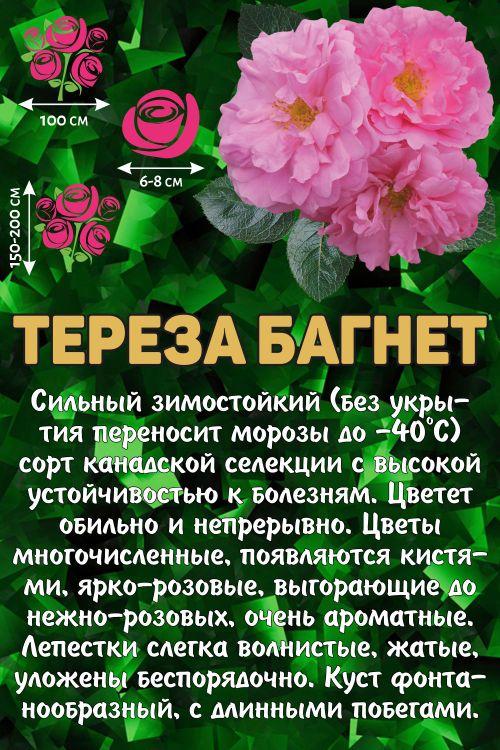 Роза Тереза Багнет канадская ///Парковая/// h-150-200/малин.