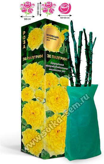 Роза Зе Пилгрим /Английская/