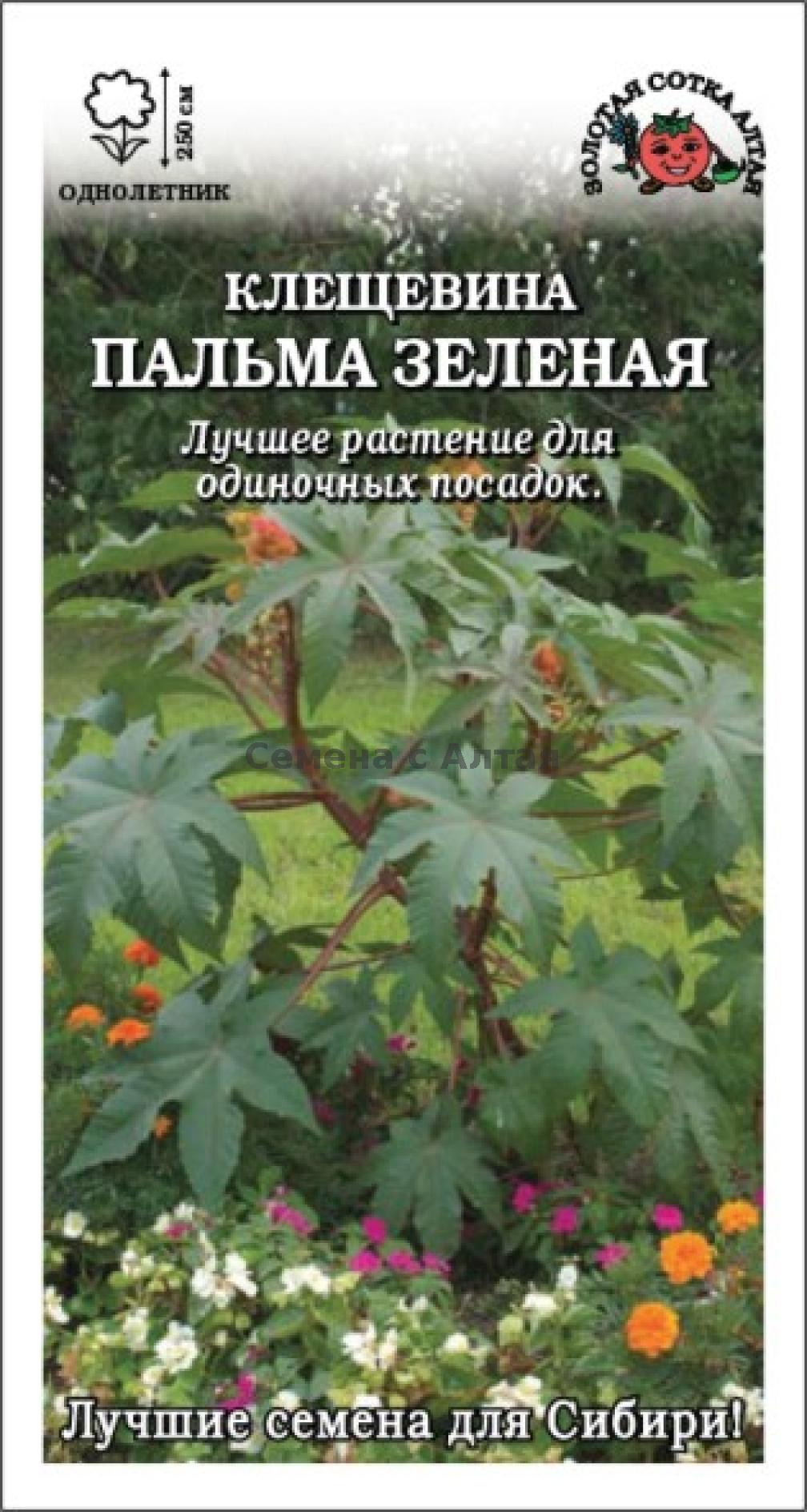 Клещевина Пальма зеленая занзибарская /Сотка/ 3шт/ h-250см