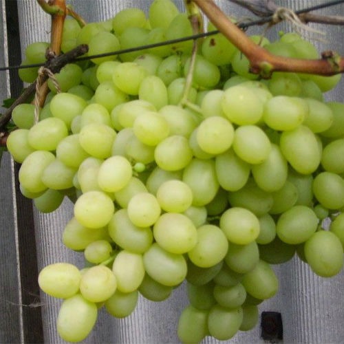Виноград Сашенька (ран, кругл, бел, 6-8г, 400-600г)