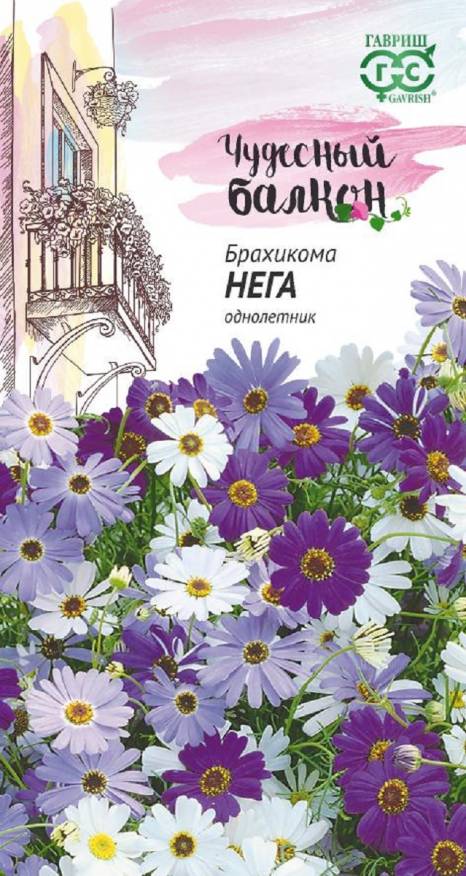 Брахикома Нега иберисолистная  /Гавриш/
