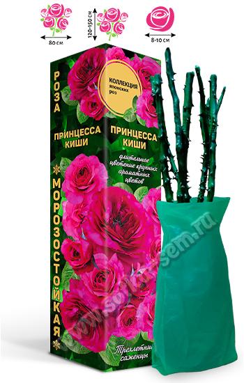Роза Принцесса Киши /Японская-Шраб/