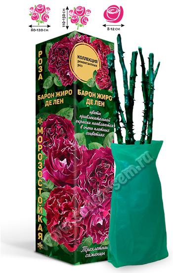 Роза Барон Жиро дэ Лен /Ремонтантный французский/