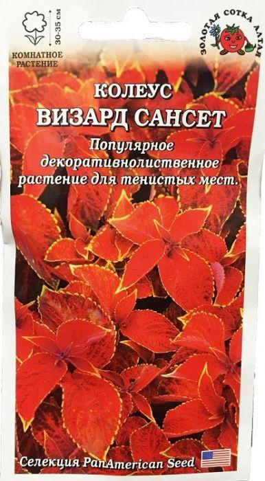 Ком: Колеус Визард Сансет /Сотка/ 10шт/ h-35cм PanAm/*350