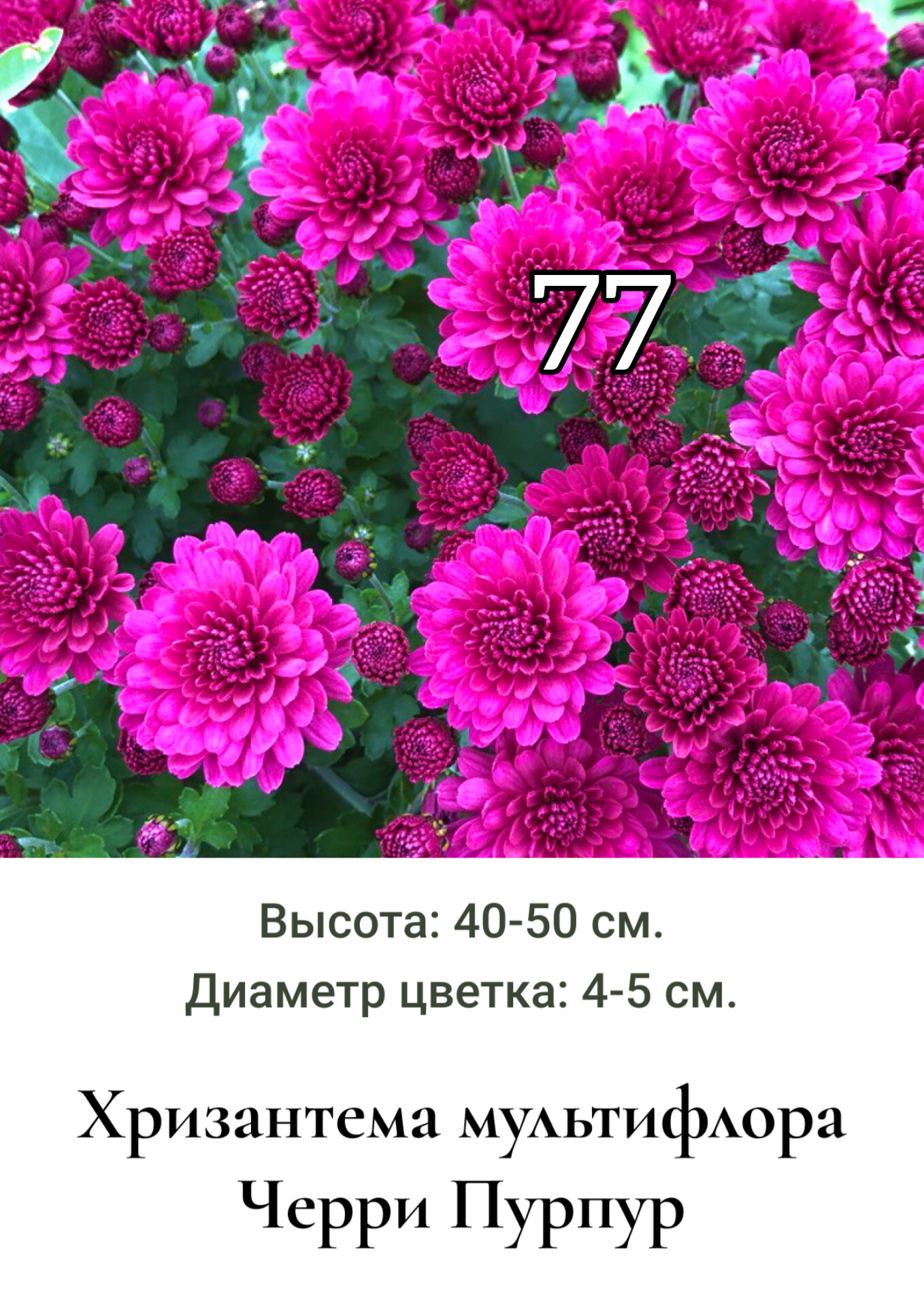 Хризантема мультифлора Меридиан черри Пурпл