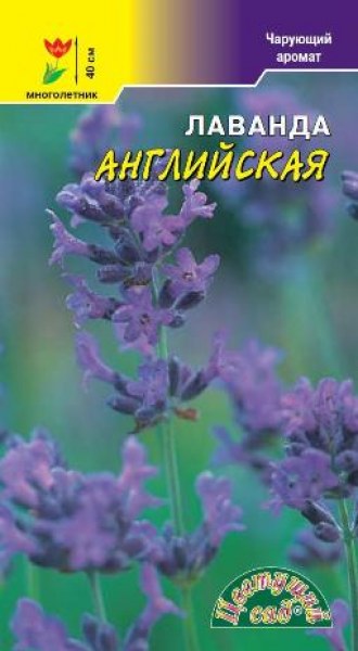 Лаванда Английская /ЦветСад/ 0,1г/ h-40см