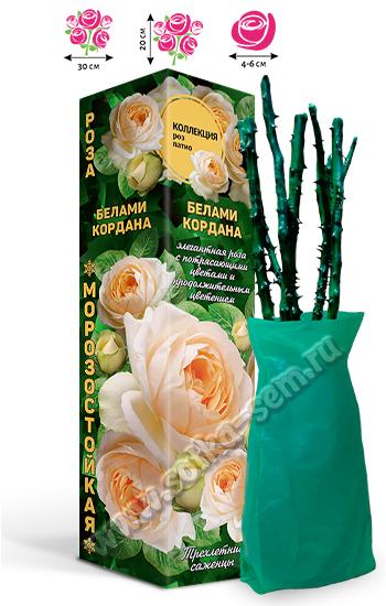 Роза Белами Кордана /Патио/