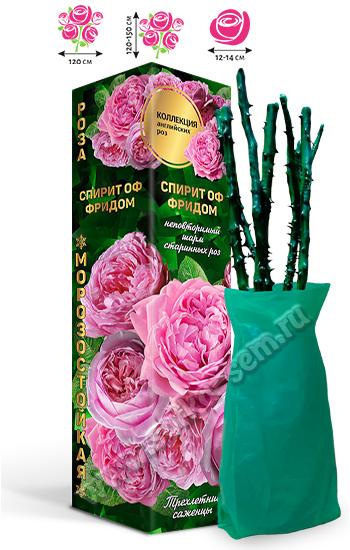 Роза Спирит оф Фридом /Английская/