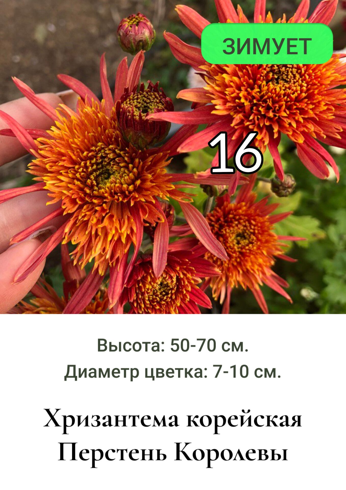 Хризантема  корейская Перстень королевы