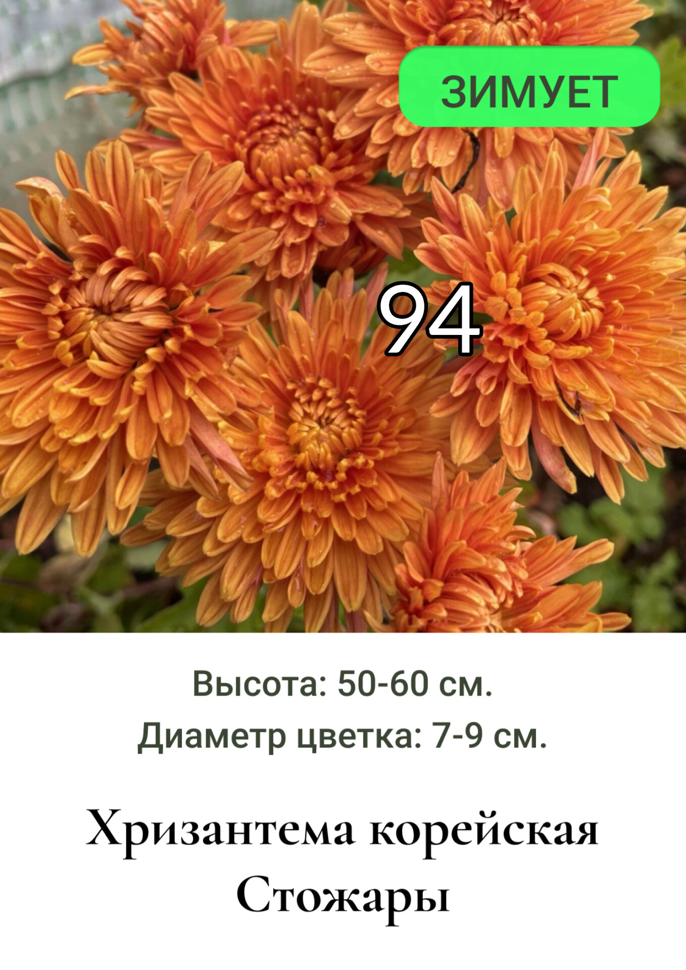 Хризантема корейская Стожары 94