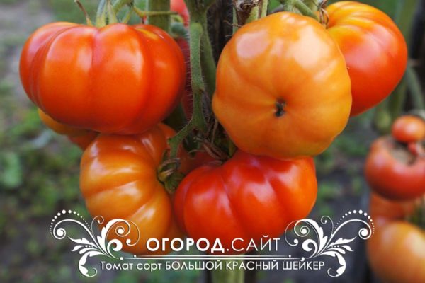 Томат Большой красный шейкер /от частного селекционера/
