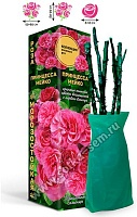 Роза Принцесса Мейко /Японская-ЧГ/