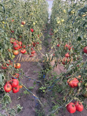 Томат Минусинский яблочный (5шт) Мязина