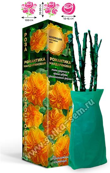 Роза Романтика Мандариновая /Английсксая/