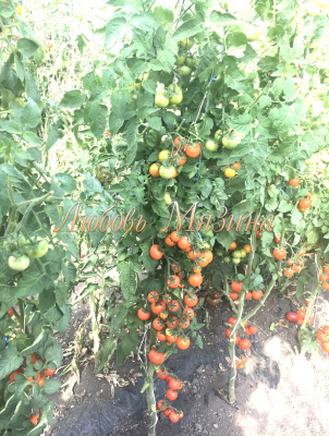 Томат Колоновидный (5шт) Мязина