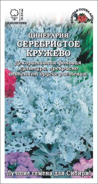 Цинерария Серебристое кружево /Сотка/ 0,05г / h-15-30см/*1800