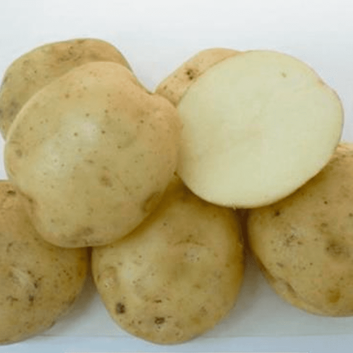 Картофель семенной Былина Сибири 1 репродукция 1 кг