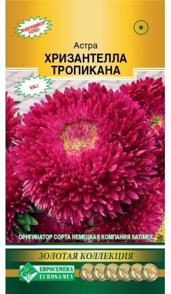 Астра ХРИЗАНТЕЛЛА Тропикана (5шт) Евросемена