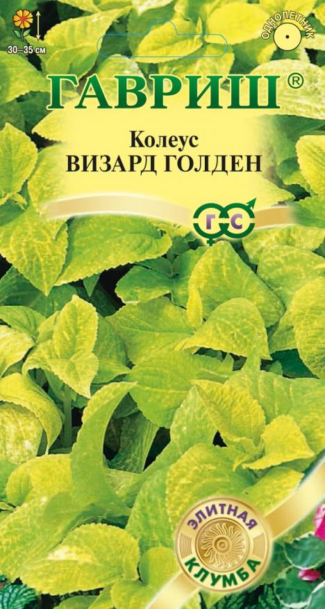 Ком: Колеус Визард Голден /Гавриш/ 5шт/ h-35см
