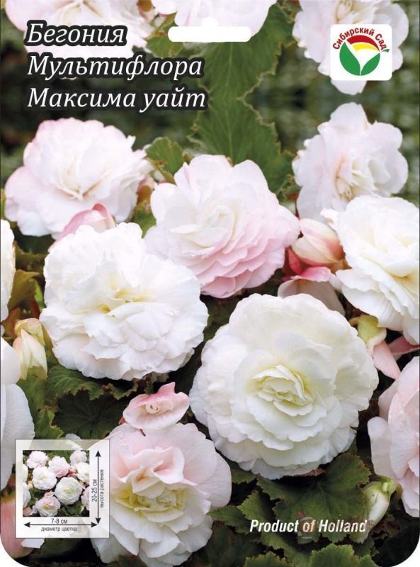 Бегония Мультифлора Максима Белая 4/5 3шт (Колорлайн)