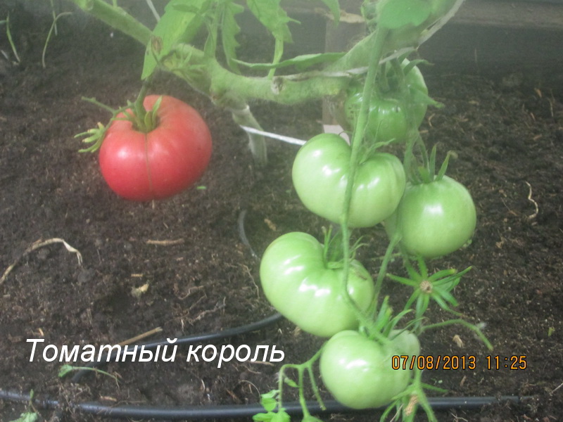 Томат Томатный король
