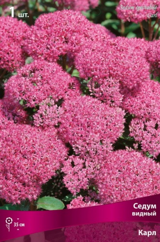 Седум Карл 1шт (Поиск)