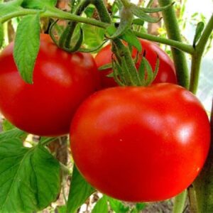 Томат Микадо розовый /Сотка/ 0,1 г