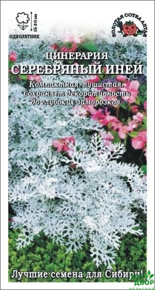 Цинерария Серебряный иней /Сотка/ 0,05г/ h-20см/*2000