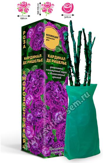 Роза Кардинал де Ришелье /Галльские/
