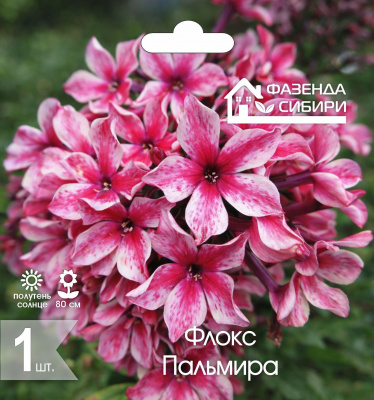 Флокс Пальмира (1шт) Фазенда Сибири