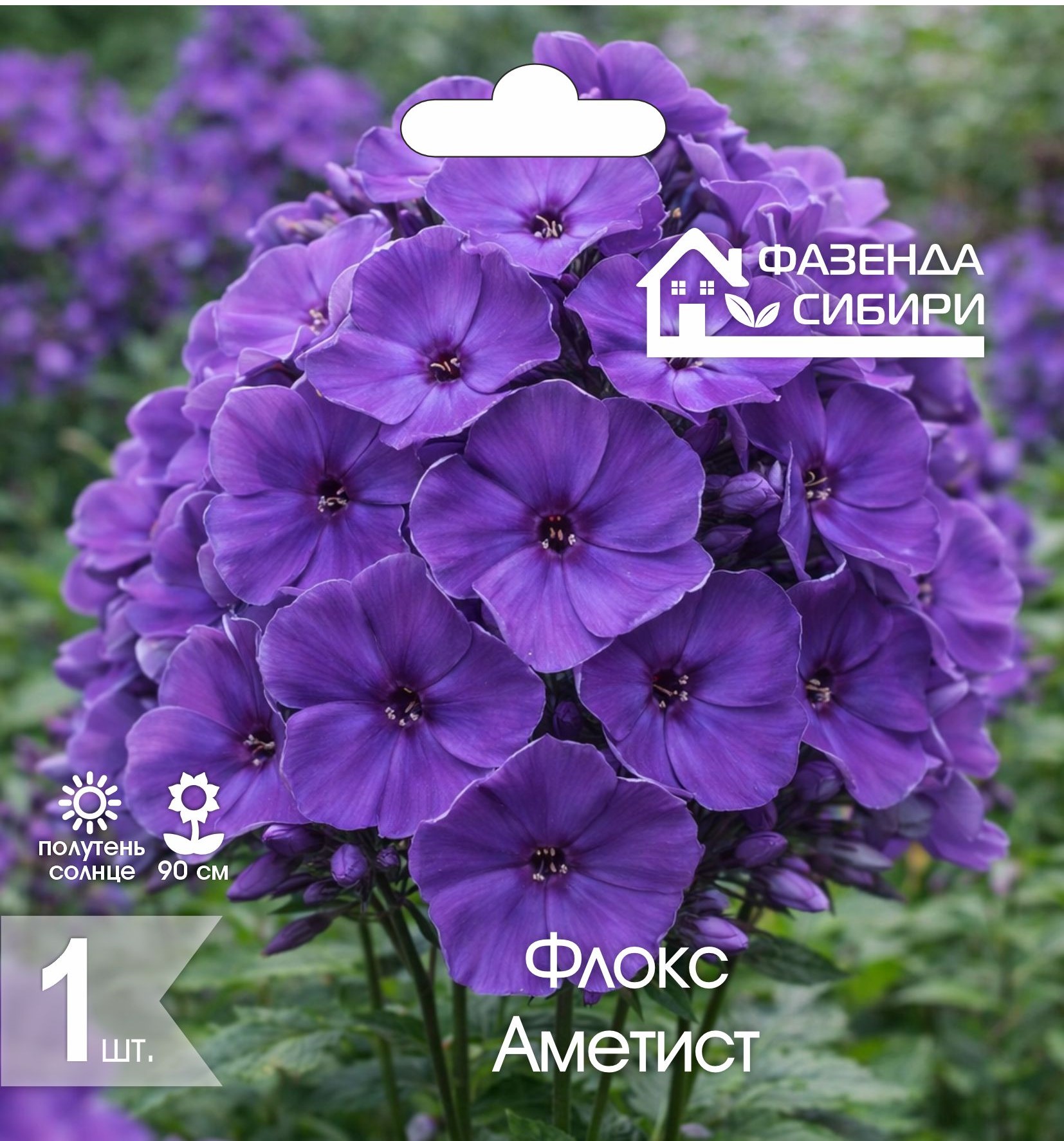 Флокс Аметист (1шт) Фазенда Сибири
