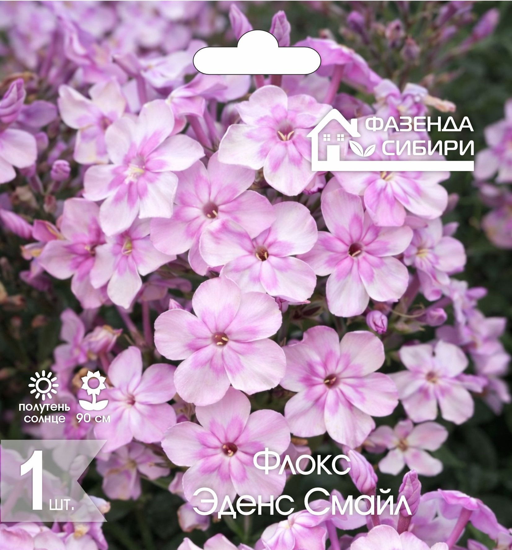 Флокс Эденс Смайл (1шт) Фазенда Сибири