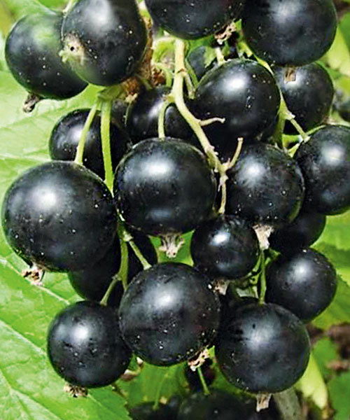 Смородина Ядреная черная (коробка) 1шт (Сиб Сад)
