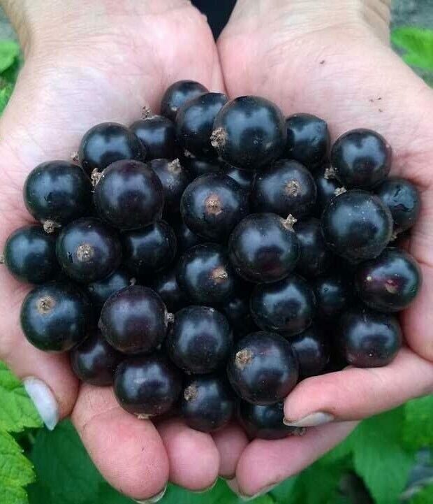 Смородина Селеченская-3 черная (коробка) 1шт (Сиб Сад)