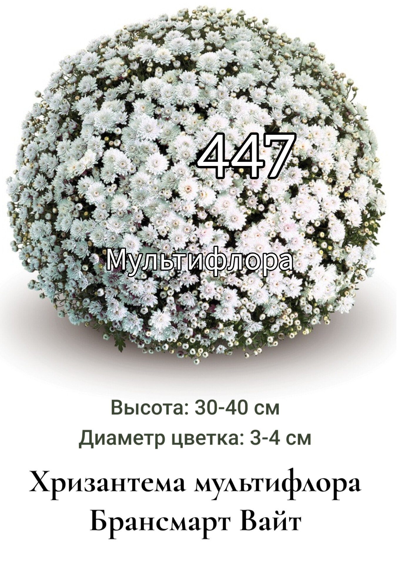 Хризантема мультифлора Брансмарт Вайт