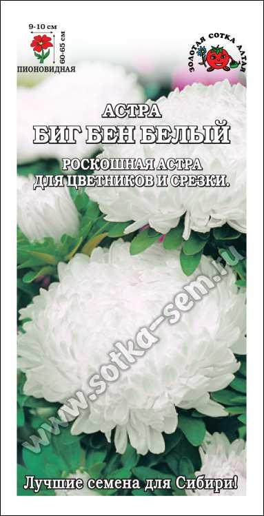 Астра Биг Бен белый /Сотка/ 0,2г/ пион. 65см, d-10см/*1500