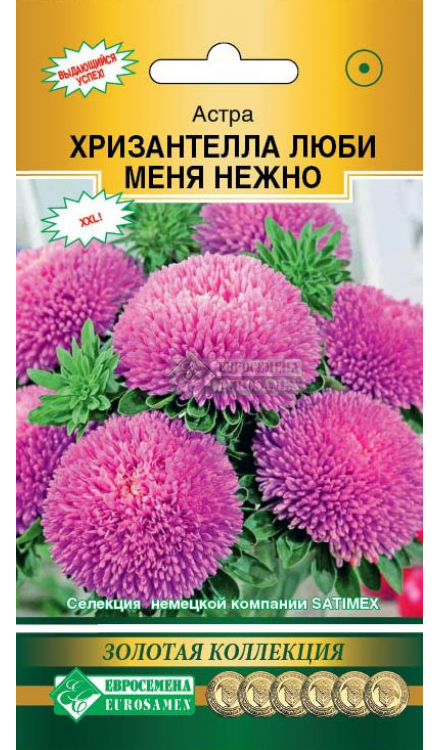 Астра ХРИЗАНТЕЛЛА Люби меня Нежно (5шт) Евросемена