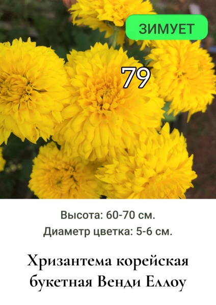 Хризантема корейская букетная Венди Еллоу 79