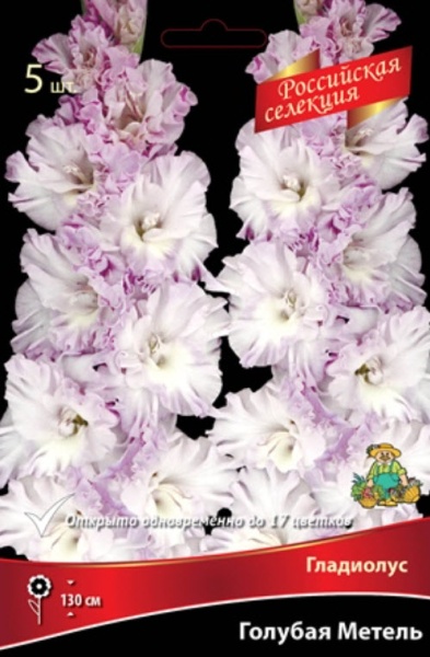 Гладиолус Голубая Метель 483,Трифонов 2 р-р 7шт (Ф)