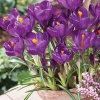 Крокус Флаур Рекорд /10 шт/ Л 60690/ темно-фиолетовый