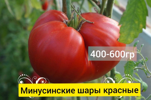 Томат Минусинские шары красные