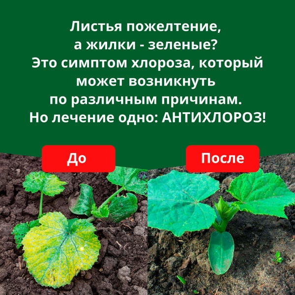 Антихлороз, 5 г, микроудобрение