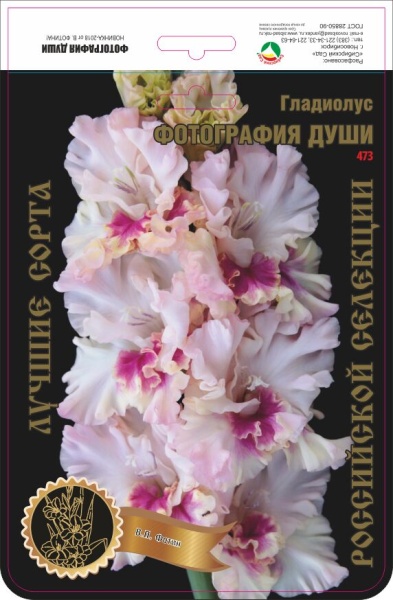 Гладиолус Фотография Души 473,Фотин 2 р-р 7шт (Ф)